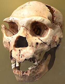 A skull of early Homo neanderthalensis, Miguelón from the Lower Paleolithic dated to 430,000 BP.