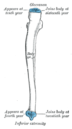 The ulna is formed into bone from three centre