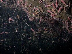 A swarm of shrimp from the genus Alvinocaris near a vent in the Pacific Ring of Fire