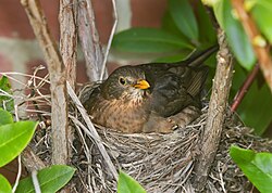 Cup nest of a common blackbird