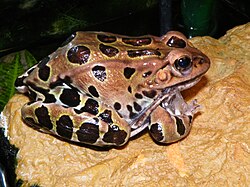 Northern leopard frog (Rana pipiens) moulting and eating its skin
