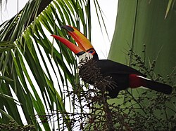Toco toucan in Minas Gerais