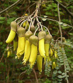 New Zealand's floral emblem, the kōwhai