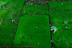 Mary Greenwoord was buried in Gracehill in County Antrim in 1752. Her gravestone is identical in style to hundreds of others irrespective of their gender or former status