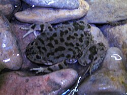 Two Telmatobius species occur in the lake, the smaller, more coastal marbled water frog (pictured, at Isla del Sol) and the larger, more deep-water Titicaca water frog.[29]