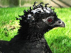 Bare-faced curassow (Crax fasciolata)