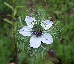 Nigella in full bloom
