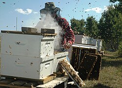 A commercial beekeeper working in an apiary