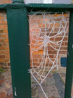 A spider web covered in air hoar frost