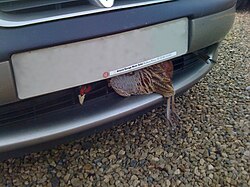 Collisions between pheasants and road vehicles are common in the UK.[69]