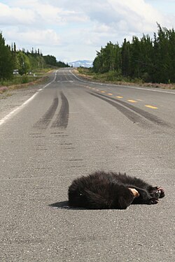 Roadkilled black bear in Kluane National Park and Reserve