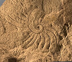Cyrtograptus canadensis from the middle Silurian of the Cape Phillips Formation, Nunavut.