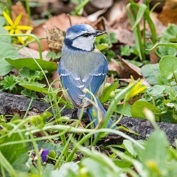 Eurasian blue tit on the ground, April