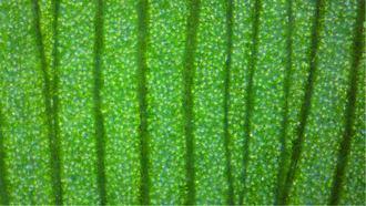 Dichotomous venation of the dorsal side of the Ginkgo biloba leaf.