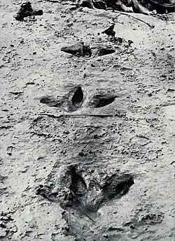Preserved footprints of a D. novaezealandiae found in 1911