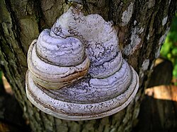 A tinder fungus, Fomes fomentarius