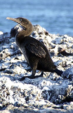 Flightless cormorant