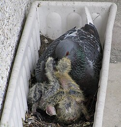 A feral pigeon feeding squabs in Lithuania.