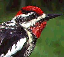 Red-naped sapsucker