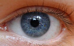 The deep blue (specific) eye color is an example of a phenotypic trait (a variant of the eye color phenotypic character)[1]
