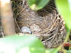 A northern cardinal (Cardinalis cardinalis) nest showing the open-cup nest structure and key features of Cardinalidae eggs.
