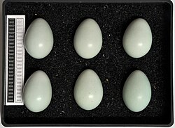 Eggs, Collection Museum Wiesbaden, Germany