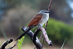 White-browed coucal (Centropus superciliosus)