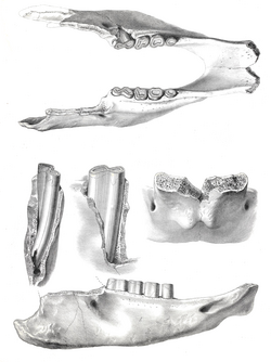 The holotype of Mylodon used by Owen in his initial description