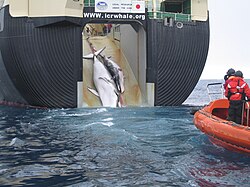 An adult and sub-adult Minke whale are dragged aboard the Japanese whaling vessel Nisshin Maru.