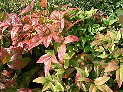 Leaves changing colour with season