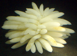 Egg cases laid by a female squid