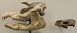Tapirus augustus skull compared to a Protapirus simplex skull
