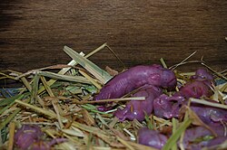 Rabbit kits one hour after birth