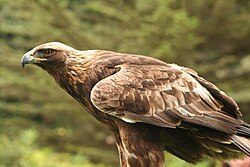 Golden eagles are readily distinguished by their brown plumage, paler than most other Aquila, and pale nape patch.