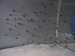 A group of glass catfish schooling