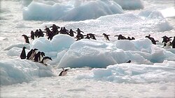 Adélie penguins, 2012