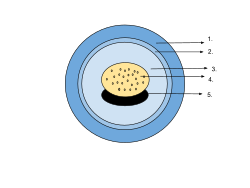 Amphibian egg: Jelly capsuleVitelline membranePerivitelline fluidYolk plugEmbryo