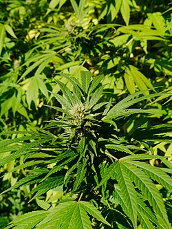 A cannabis plant