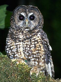 Northern spotted owl