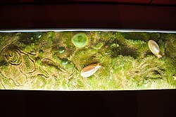 A detailed diorama of Kimberella quadrata (pink animals on the right) along with simple traces of animal movement (lowered lines on the left)
