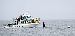 Watching orcas in Monterey Bay.
