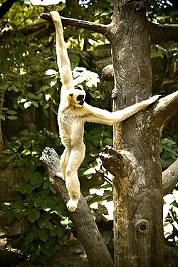 Gibbons are very good brachiators because their elongated limbs enable them to easily swing and grasp on to branches.