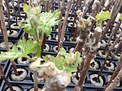 Propagating plants from cuttings, such as grape vines, is an ancient form of cloning.