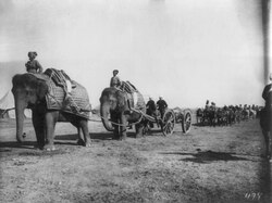 The British Indian Army's elephant battery of heavy artillery along the Khyber Pass at Campbellpur, 1895