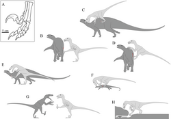 Proposed scenarios for the sickle claw function, with C, D and F as the more supported behaviors