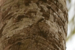 Gliding Draco lizard
