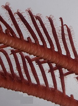 Two arms with pinnules and tube feet outstretched