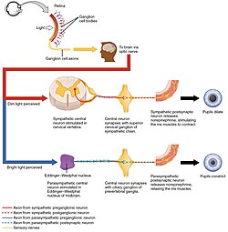 Different ways in which the CNS can be activated without engaging the cortex, and making us aware of the actions. The above example shows the process in which the pupil dilates during dim light, activating neurons in the spinal cord. The second example shows the constriction of the pupil as a result of the activation of the Eddinger-Westphal nucleus (a cerebral ganglion).