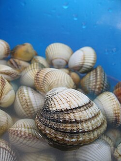 The common cockle was named Cardium edule in 1758.