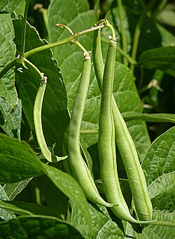 French bean pods on a plant